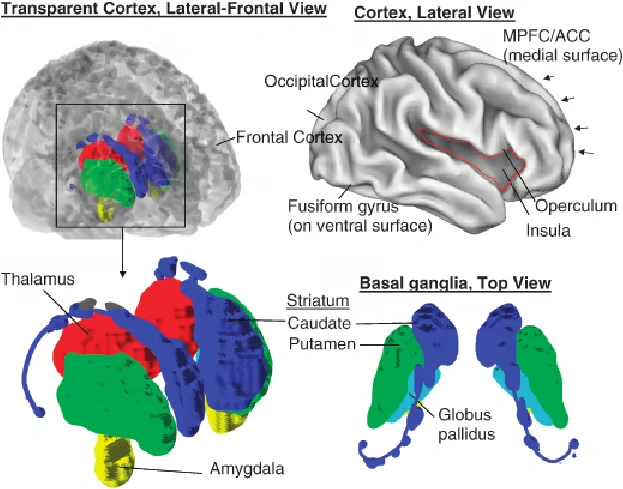 Key Brain Regions in Emotion-Related Processing
