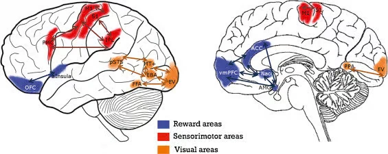 Neural Circuits Implicated in Aesthetic Judgment